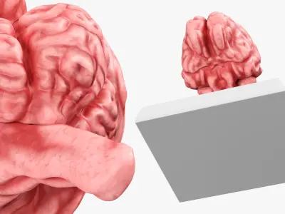 Feline Brain Anatomy Model with Metal Stand Pink 3D model