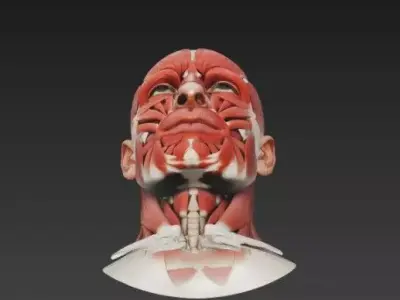 Human Facial Muscles Anatomy - Ultra-Detailed 3D Head Model 3D model