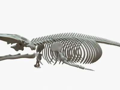 Gray Whale Rigged Skeleton Low-poly 3D model