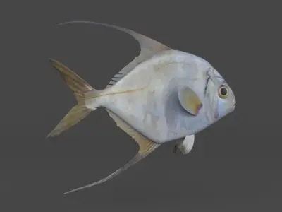 Threadfin Fish 3D model