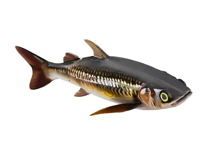 Fish carp 3D model purchase