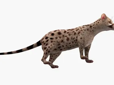 Asian Palm Civet Musang Spotted Coat Brown 