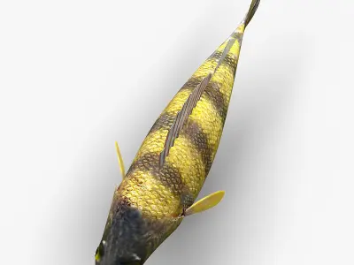 Perch Fish 3D model order