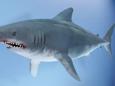 Shark  Low-poly 3D model