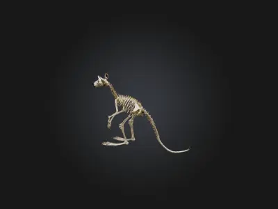 Realistic Kangaroo Skeleton Model Low-poly 3D model