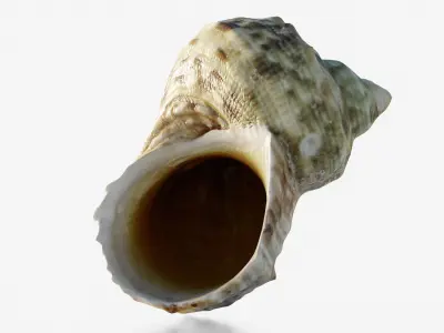Scanned seashell Low-poly 3D model buy