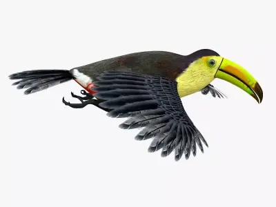 Toucan Bird rigged 3d model Low-poly 3D model