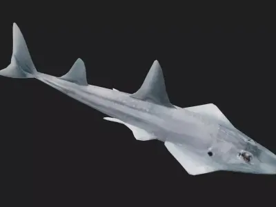 Skate Low-poly 3D model shop