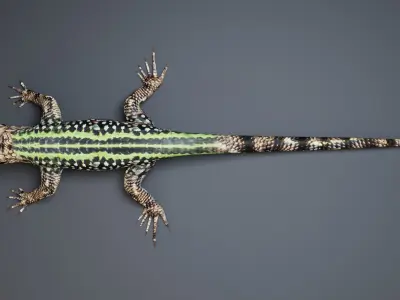 Lizard 3D model get