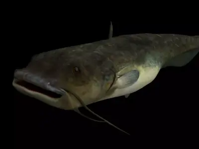 Cat fish 3D model rigged and animated Low-poly 3D model