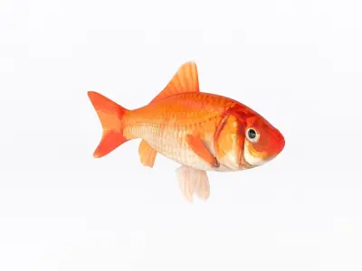 Fish Collection 3D model buy