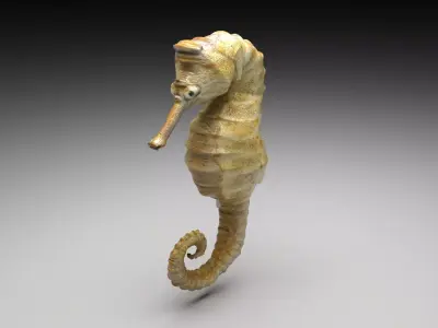 Seahorse 3D model buy