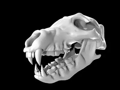 Bear Skull Low-poly 3D model