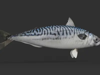Mackerel Fish 3D model purchase