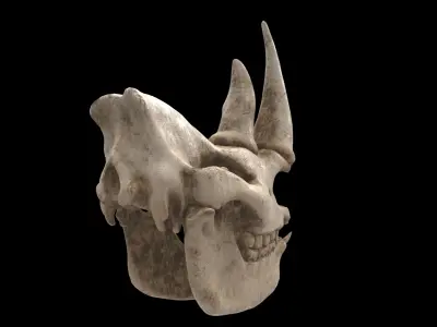 rhino skull 3D model