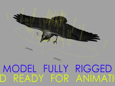 Corvus Splendens "House Crow" 3D model