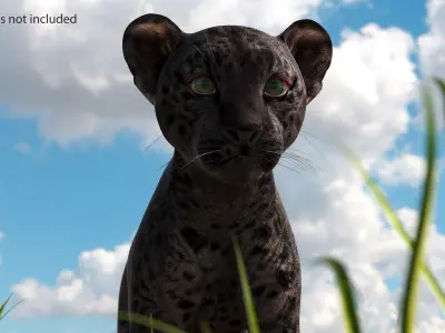 Black Leopard Cub Standing Pose 3D model