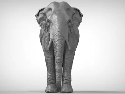 Asian Elephant 3D model purchase