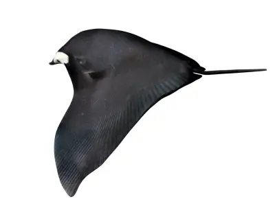 Manta ray Low-poly 3D model purchase