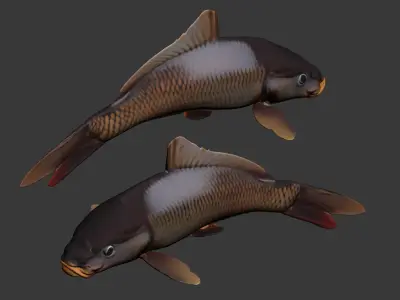 Fish carp 3D model buy