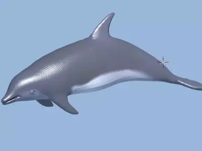 dolphin lowpoly 3D model