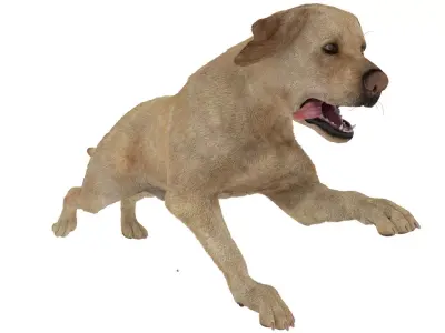 Running White Retriever Dog Fur Animated Rigged for Cinema 4D 3D model purchase