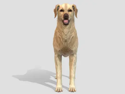 Dog - Golden Retriever 3D model
