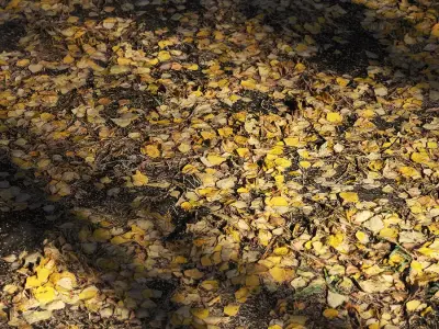 Autumn leaves Texture Free 3D model