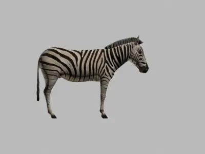 ZEBRA LOW POLY 3D model