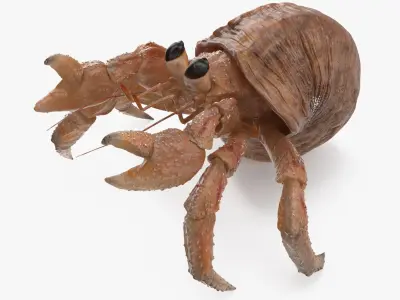 Hermit Crab Rigged for Maya 3D Model