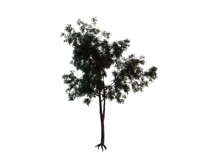 Generic Tree 17 Free 3D model