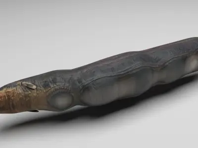 Electric Eel 3D model