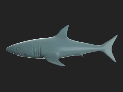 The Shark 3D model