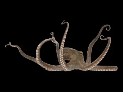 Octopus 3D model 8