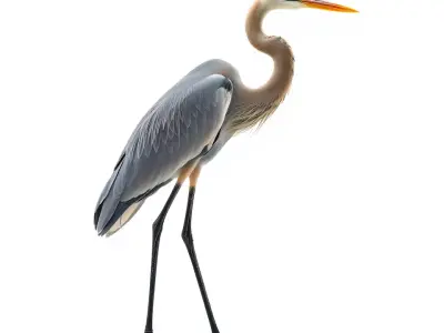 Elegant Heron model pack Low-poly 3D model