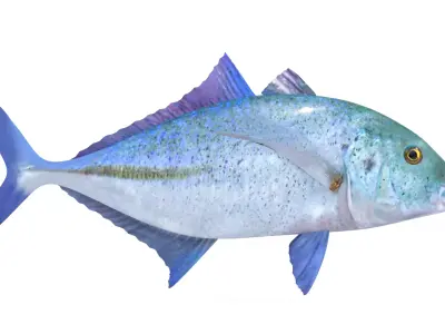 Trevally Fish 3D model buy