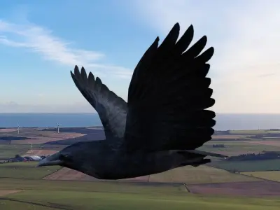Animated low poly crow Low-poly 3D model