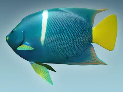 Anglefish 5 angelfish 3D model