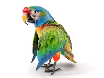 Colorful Macaw Parrot D Model Pack Low-poly 3D model
