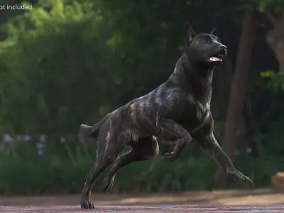 Agile Herding Dog Dutch Shepherd Running Fur 3D model purchase