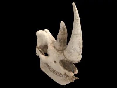 rhino skull 3D model