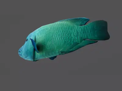 Napoleon fish Low-poly 3D model purchase