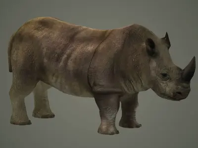 indian rhinoceros mammal rhino animal  3D model