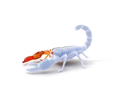 Scorpion Model Pack for Animation and Games Low-poly 3D model