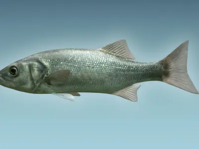 Dicentrachus Fish 3D model