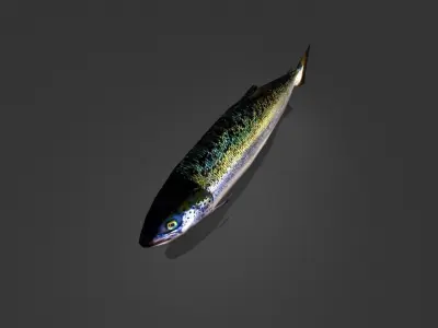 Norwegian Salmon Low-poly 3D model