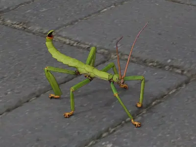Stick insect Low-poly 3D model