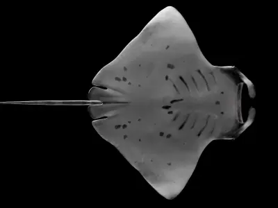 Manta Ray 3D model get