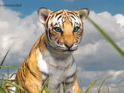 Tiger Cub Sitting 3D model