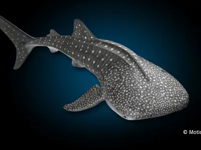 Whale Shark 3D model shop